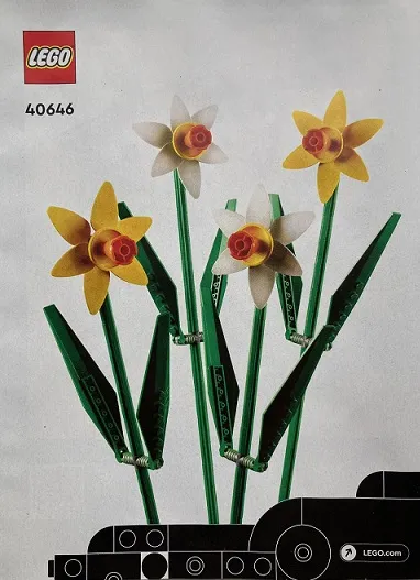 Daffodils