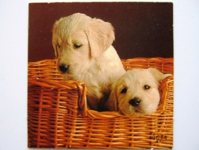 Paper Cardboard for Set 4336 #3, Scala Puppy Dogs (191764)