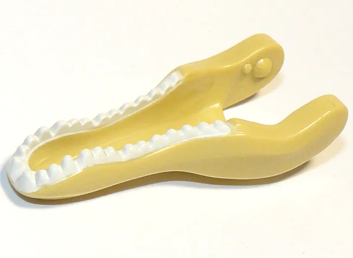 Dinosaur Jaw Lower Baryonyx / Spinosaurus with White Teeth Pattern