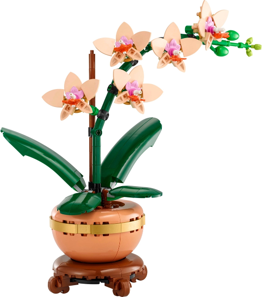 Mini Orchid