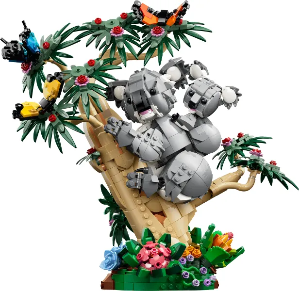 Family of Koalas